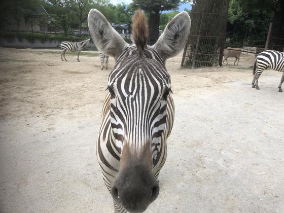 シマウマ、個体識別！