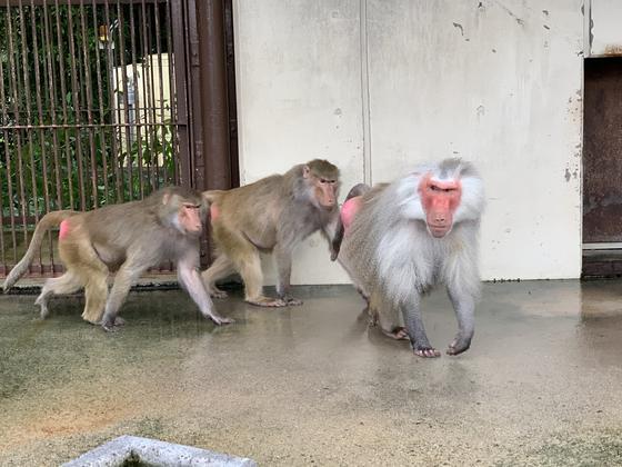 ヒヒの群れ キーパー飼育日記 動物情報 動物紹介 愛媛県立とべ動物園