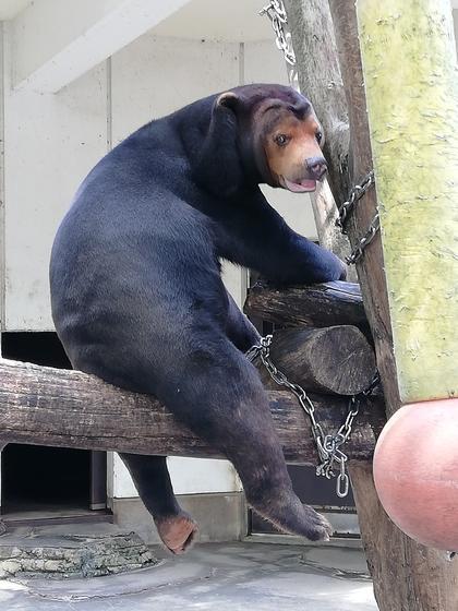 シャインとノア キーパー飼育日記 動物情報 動物紹介 愛媛県立とべ動物園