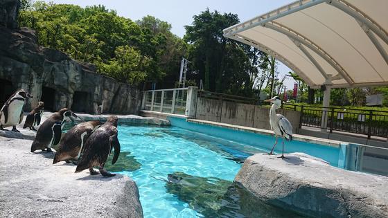 臨時休園中のペンギンたち