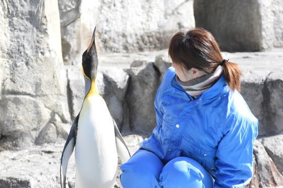 オウサマペンギンのピーチ