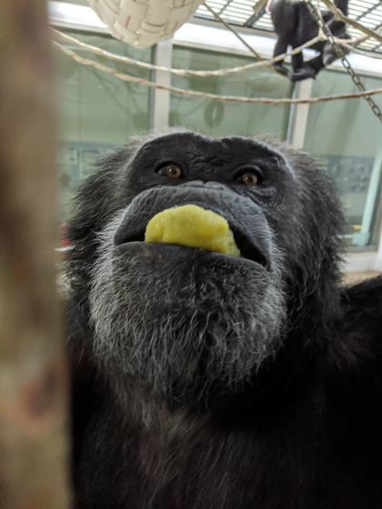 チンパンジーのお薬 キーパー飼育日記 動物情報 動物紹介 愛媛県立とべ動物園