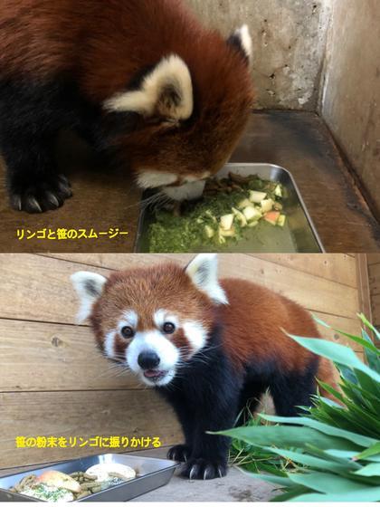 レッサーパンダのシャンチー