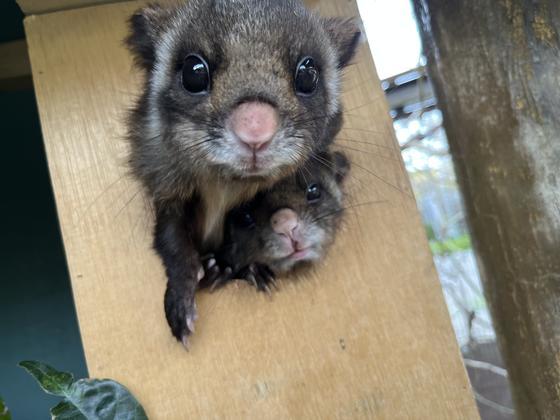 季節限定グルメ