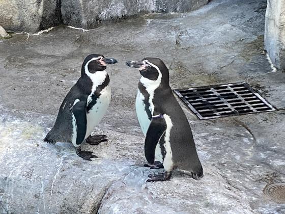 ペンギン広場の恋模様