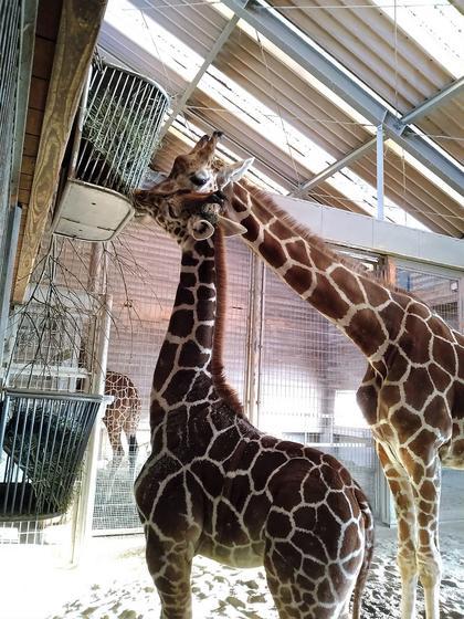 小夏は寒いのが苦手？？？｜キーパー飼育日記｜動物情報｜動物紹介