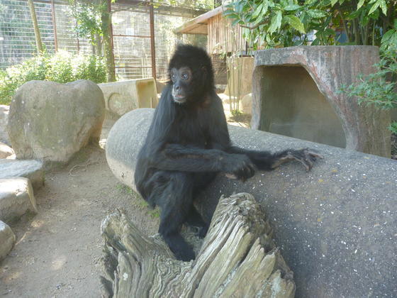 クロは40歳の誕生日を迎えました！