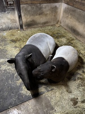  マレ－バク親仔の冬の過ごし方