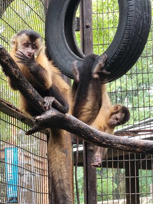 20260911_093010　パイン（左）とミョウガ（右）.jpg