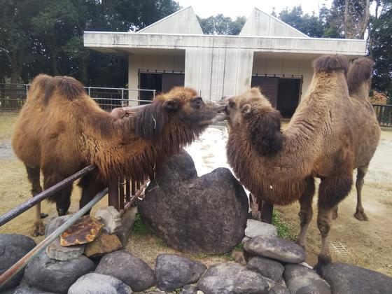 フタコブラクダ 冬は恋する季節 キーパー飼育日記 動物情報 動物紹介 愛媛県立とべ動物園