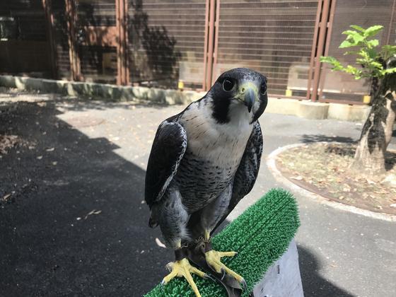 速い翼 ハヤブサ キーパー飼育日記 動物情報 動物紹介 愛媛県立とべ動物園 速い翼 ハヤブサ キーパー飼育日記 動物情報 動物紹介 愛媛県立とべ動物園