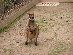 2009oguro03.jpg