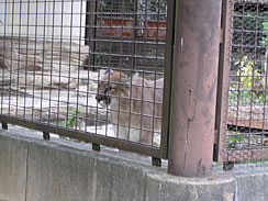 2009puma02.jpg