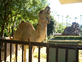 ヒトコブラクダってどんな動物だったかな？