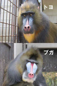 マンドリルの繁殖について キーパー飼育日記 動物情報 動物紹介 愛媛県立とべ動物園