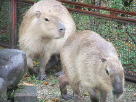 カピバラたち、その後