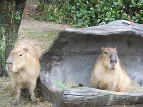 DSCF6376.JPG