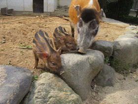 アカカワイノシシ飼育日誌