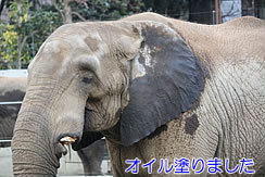 afozou02.jpg