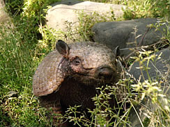 arumajiro03.jpg