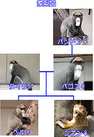 burazza4.jpg