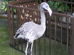flamingo_img_4.jpg