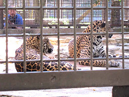 ジャガー繁殖の為の同居経過について