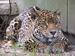 ジャガー繁殖の為の同居経過について キーパー飼育日記 動物情報 動物紹介 愛媛県立とべ動物園