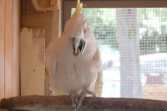 キバタンって知ってる キーパー飼育日記 動物情報 動物紹介 愛媛県立とべ動物園