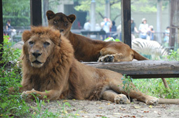 lion_05.jpg