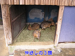 ma-ra04.jpg