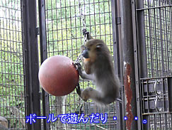 mandril06.jpg