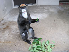 monkey_4.jpg