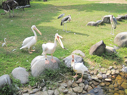 pelican_3.jpg