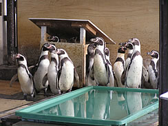 フンボルトペンギンたちの園内大移動の巻！？