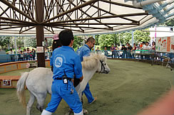 poni04.jpg