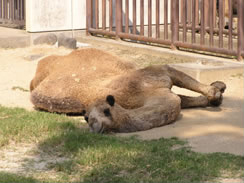 rakuda200910-02.jpg