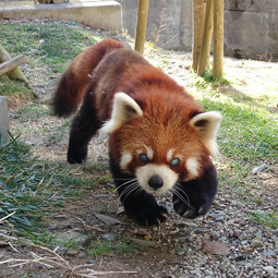 レッサーパンダのおじいちゃん