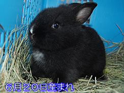 usagi04.jpg