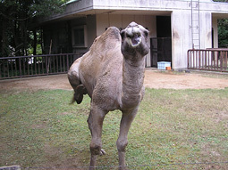 waterbuffalo_4.jpg