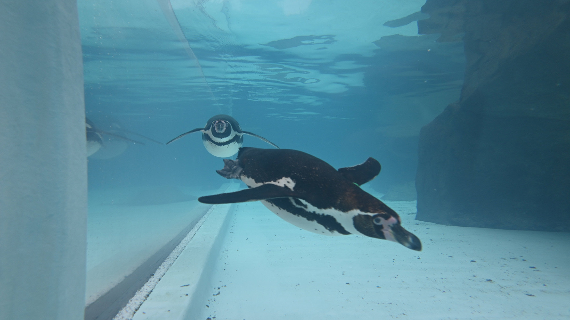 ペンギン