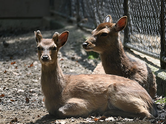 サポーターによるPRについて