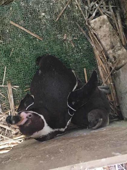 フンボルトペンギンとニホンザルが繁殖しました!!