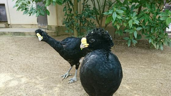 オオホウカンチョウのシリュウ（♂）が死亡しました。