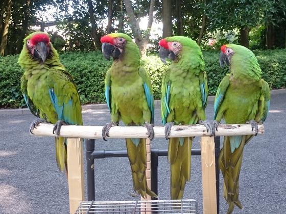 ヒワコンゴウインコのミイナ（１歳）が死亡しました。