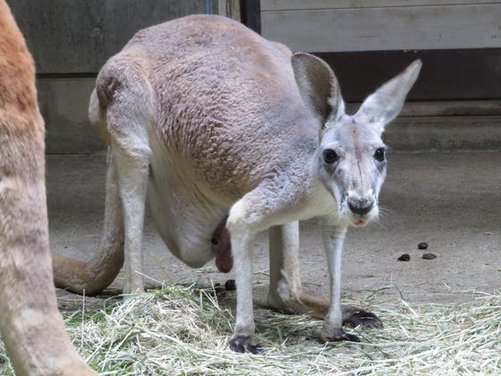 カンガルー の 赤ちゃん