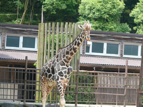 ヨーロッパフラミンゴのユーロ（♂）およびキリンのユウマ（♂）が死亡しました。