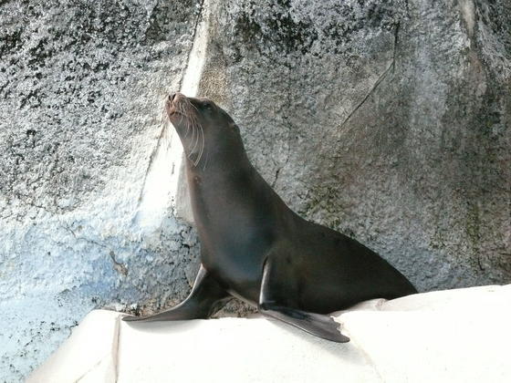 カリフォルニアアシカのリオが死亡しました。