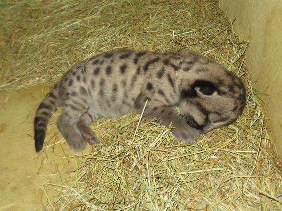 ピューマの赤ちゃんが生まれました！