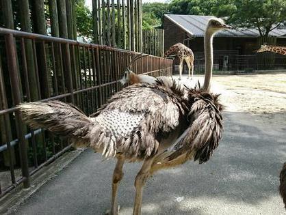 アカカンガルーのニコ、ダチョウのウメ、トラのウミが死亡しました。